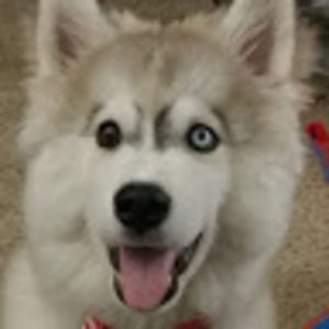 Meet your Posher, Allison